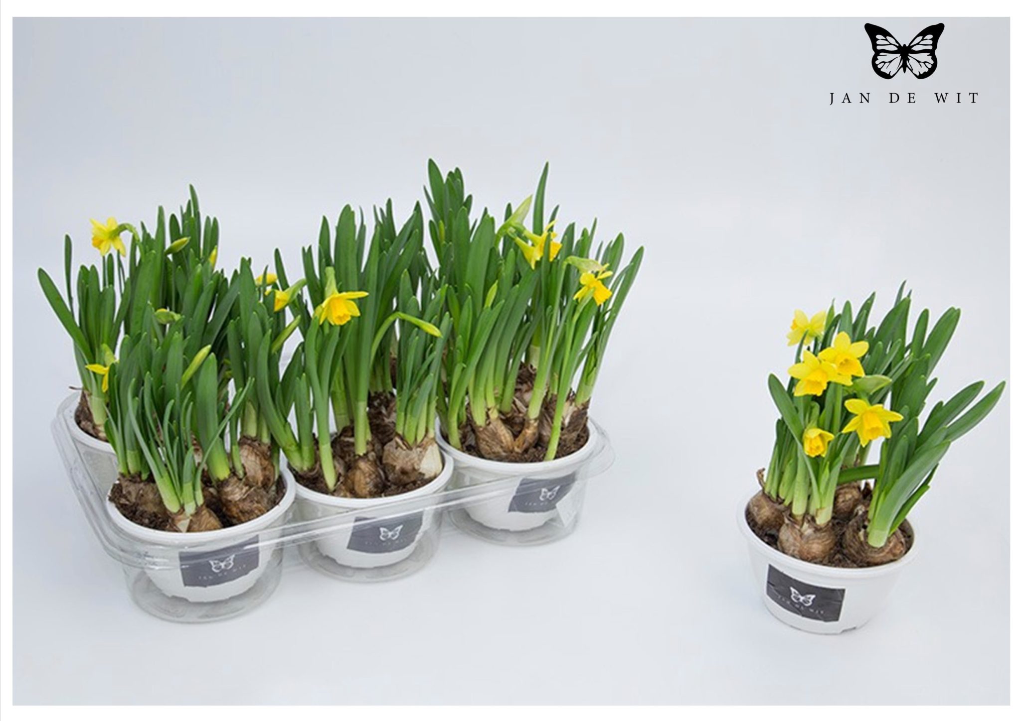 Fleurs produites par Jan de Wit Company (source http://www.jandewit.com.br/tulipas/)